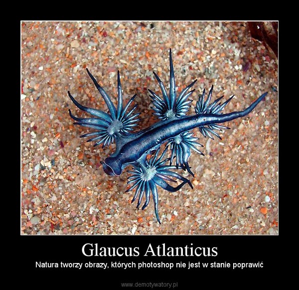 Glaucus Atlanticus – Natura tworzy obrazy, których photoshop nie jest w stanie poprawić 