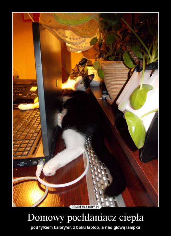 Domowy pochłaniacz ciepła – pod tyłkiem kaloryfer, z boku laptop, a nad głową lampka 