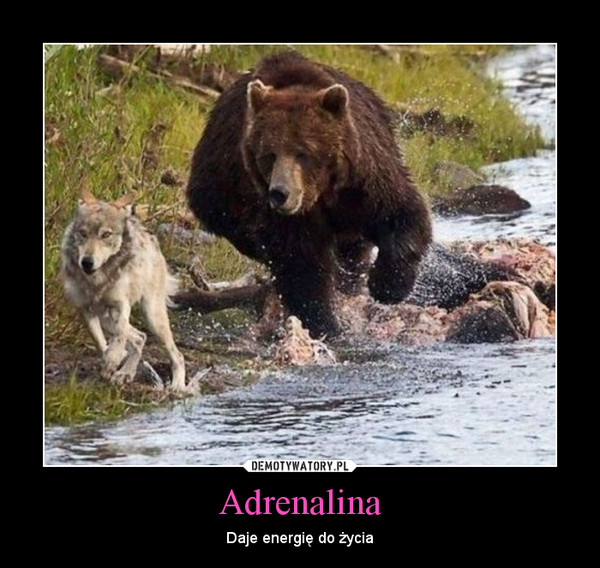 Adrenalina – Daje energię do życia 