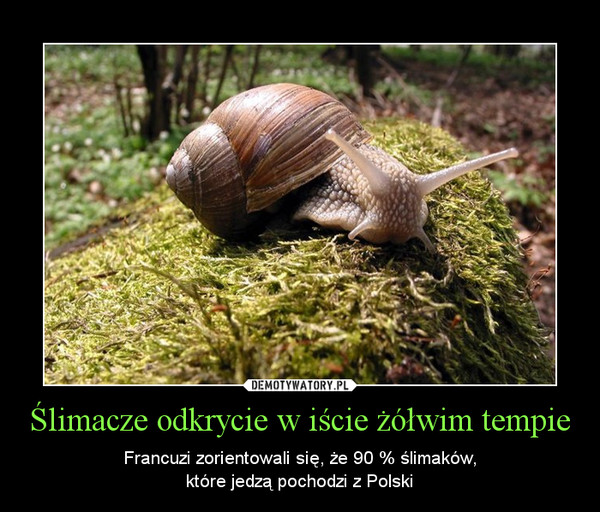 Ślimacze odkrycie w iście żółwim tempie – Francuzi zorientowali się, że 90 % ślimaków,które jedzą pochodzi z Polski 