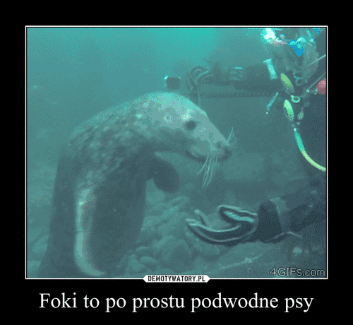Foki to po prostu podwodne psy –  
