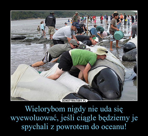 Wielorybom nigdy nie uda się wyewoluować, jeśli ciągle będziemy je spychali z powrotem do oceanu! –  