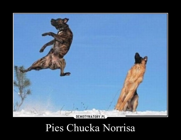 Pies Chucka Norrisa –  