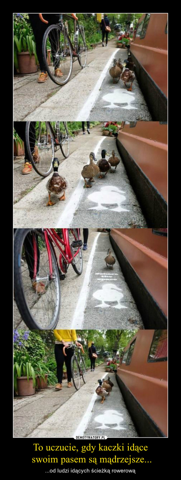 To uczucie, gdy kaczki idące swoim pasem są mądrzejsze... – ...od ludzi idących ścieżką rowerową 