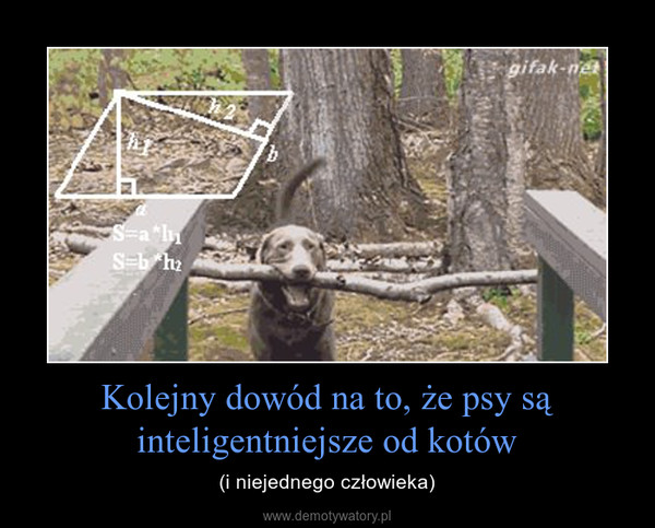 Kolejny dowód na to, że psy są inteligentniejsze od kotów – (i niejednego człowieka) 