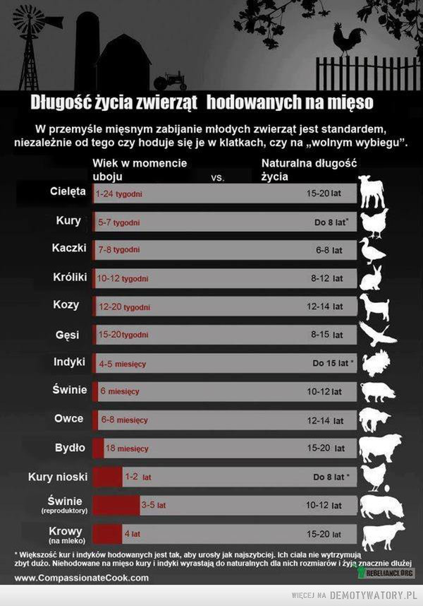 Długość życia zwierząt hodowanych na mięso –  