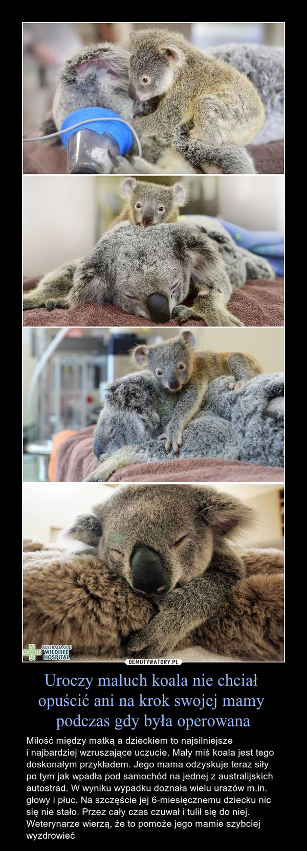 Uroczy maluch koala nie chciał opuścić ani na krok swojej mamy podczas gdy była operowana – Miłość między matką a dzieckiem to najsilniejszei najbardziej wzruszające uczucie. Mały miś koala jest tego doskonałym przykładem. Jego mama odzyskuje teraz siły po tym jak wpadła pod samochód na jednej z australijskich autostrad. W wyniku wypadku doznała wielu urazów m.in. głowy i płuc. Na szczęście jej 6-miesięcznemu dziecku nic się nie stało. Przez cały czas czuwał i tulił się do niej. Weterynarze wierzą, że to pomoże jego mamie szybciej wyzdrowieć 