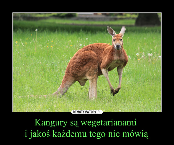 Kangury są wegetarianami i jakoś każdemu tego nie mówią –  