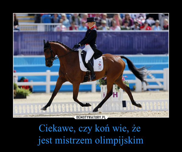 Ciekawe, czy koń wie, że jest mistrzem olimpijskim –  