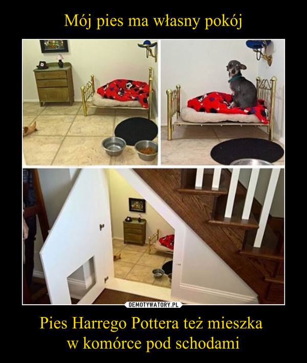 Pies Harrego Pottera też mieszka w komórce pod schodami –  