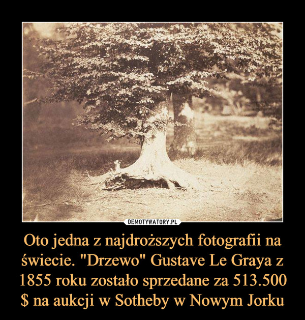 Oto jedna z najdroższych fotografii na świecie. "Drzewo" Gustave Le Graya z 1855 roku zostało sprzedane za 513.500 $ na aukcji w Sotheby w Nowym Jorku –  