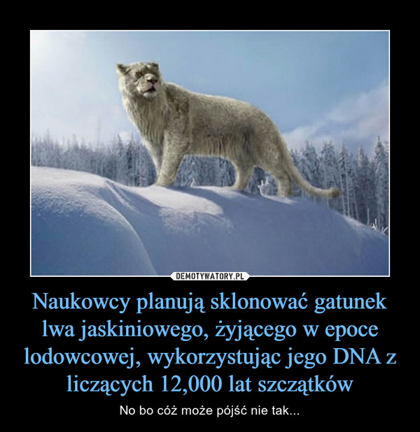 Naukowcy planują sklonować gatunek lwa jaskiniowego, żyjącego w epoce lodowcowej, wykorzystując jego DNA z liczących 12,000 lat szczątków