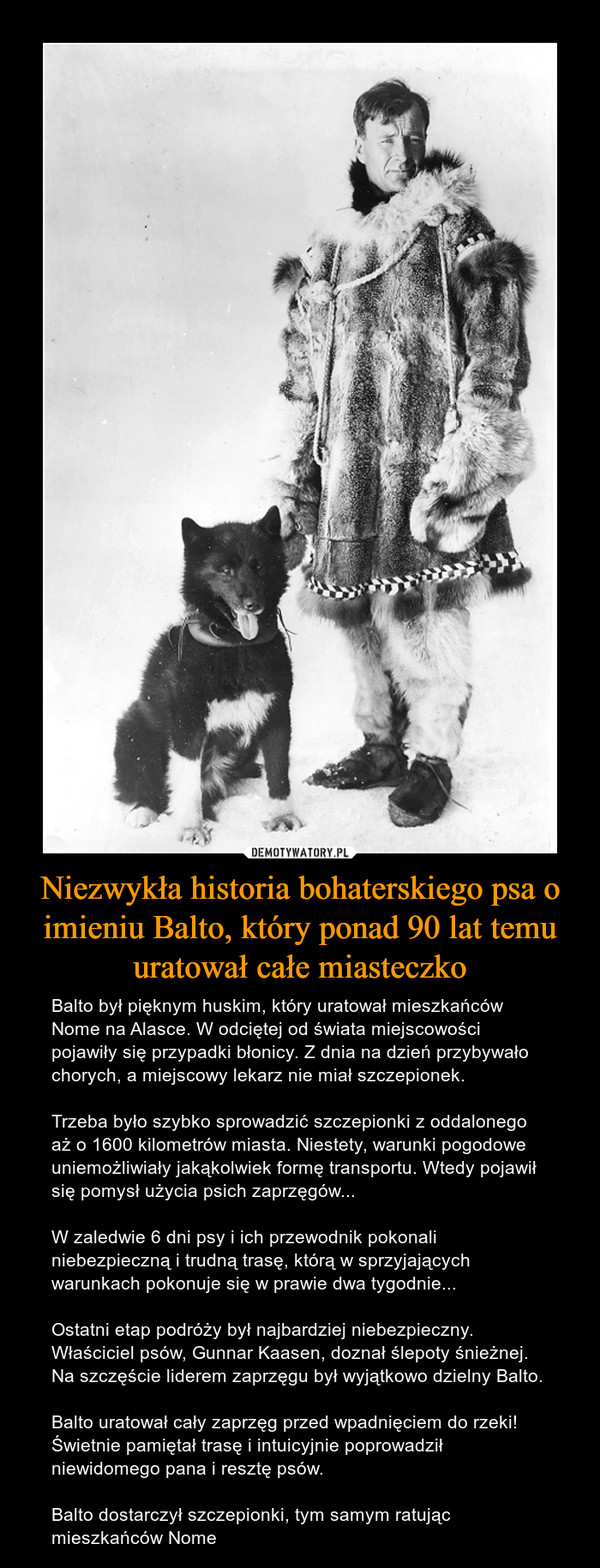 Niezwykła historia bohaterskiego psa o imieniu Balto, który ponad 90 lat temu uratował całe miasteczko – Balto był pięknym huskim, który uratował mieszkańców Nome na Alasce. W odciętej od świata miejscowości pojawiły się przypadki błonicy. Z dnia na dzień przybywało chorych, a miejscowy lekarz nie miał szczepionek.Trzeba było szybko sprowadzić szczepionki z oddalonego aż o 1600 kilometrów miasta. Niestety, warunki pogodowe uniemożliwiały jakąkolwiek formę transportu. Wtedy pojawił się pomysł użycia psich zaprzęgów... W zaledwie 6 dni psy i ich przewodnik pokonali niebezpieczną i trudną trasę, którą w sprzyjających warunkach pokonuje się w prawie dwa tygodnie...Ostatni etap podróży był najbardziej niebezpieczny. Właściciel psów, Gunnar Kaasen, doznał ślepoty śnieżnej. Na szczęście liderem zaprzęgu był wyjątkowo dzielny Balto.Balto uratował cały zaprzęg przed wpadnięciem do rzeki! Świetnie pamiętał trasę i intuicyjnie poprowadził niewidomego pana i resztę psów.Balto dostarczył szczepionki, tym samym ratując mieszkańców Nome 