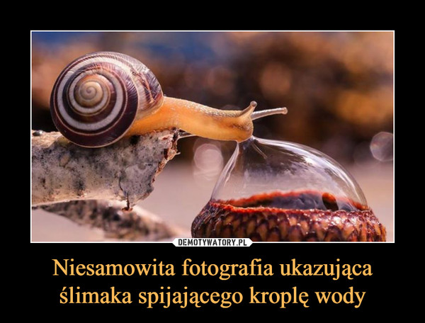 Niesamowita fotografia ukazująca ślimaka spijającego kroplę wody –  