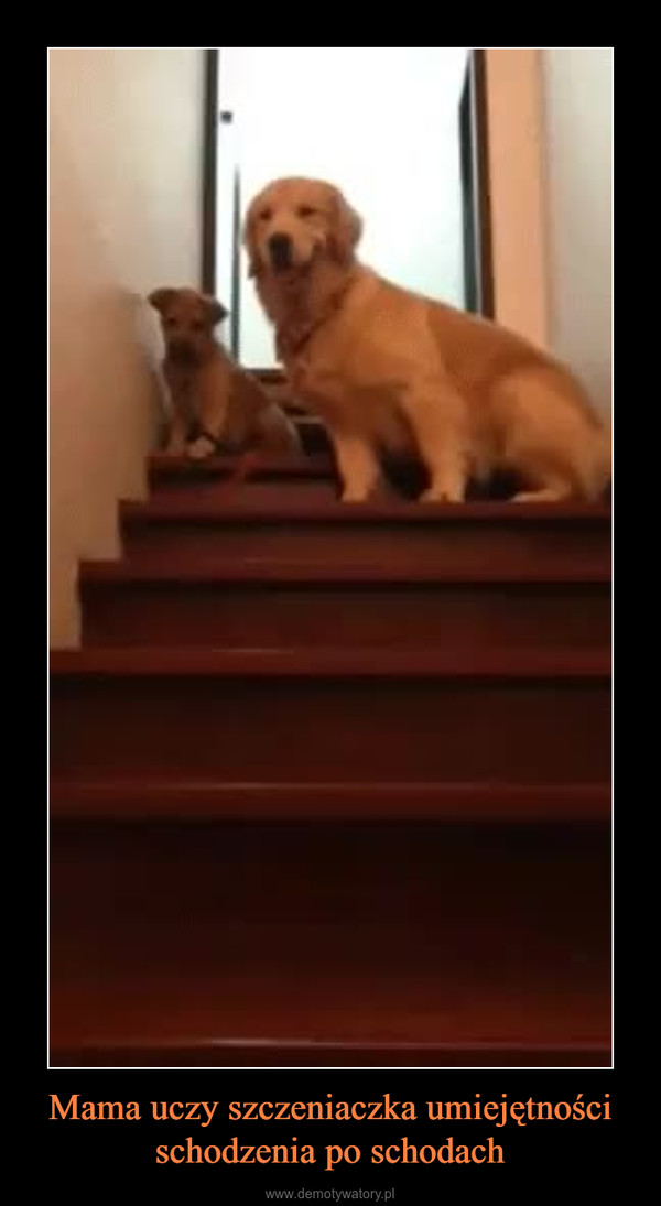Mama uczy szczeniaczka umiejętności schodzenia po schodach –  