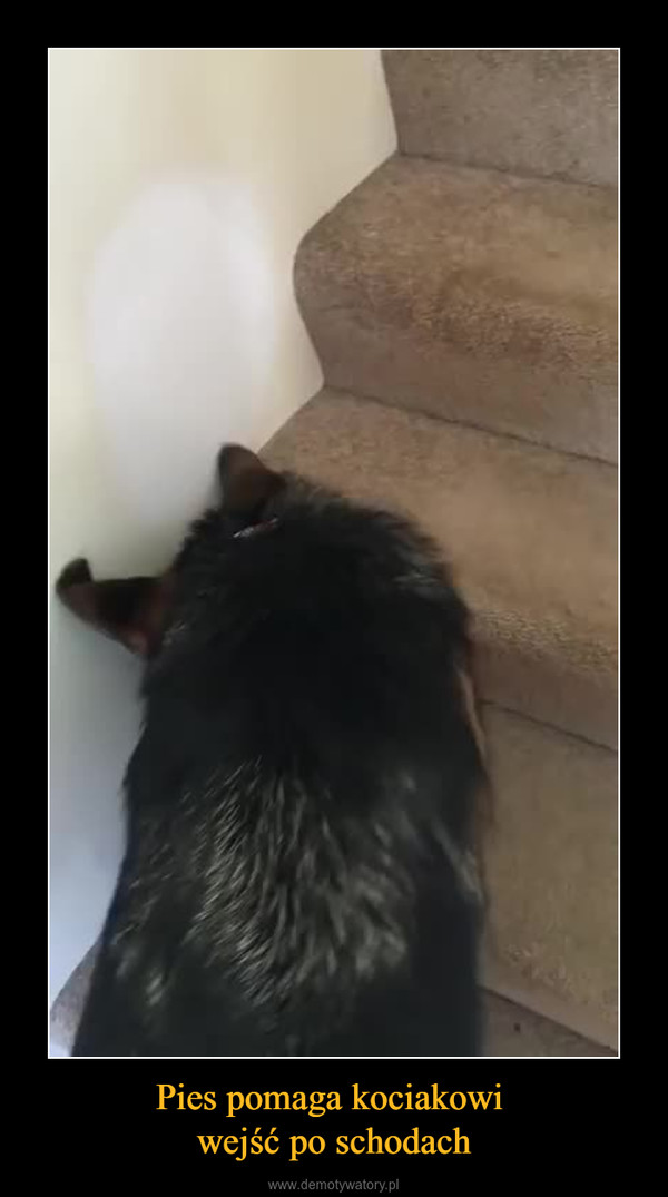 Pies pomaga kociakowi wejść po schodach –  
