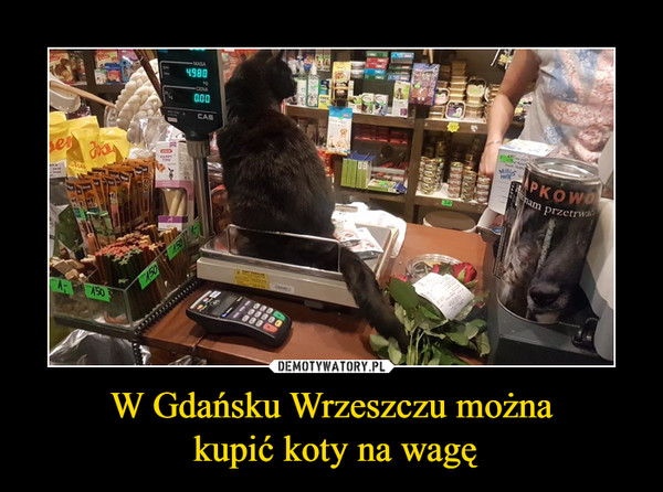 W Gdańsku Wrzeszczu można
 kupić koty na wagę