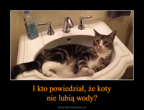 I kto powiedział, że kotynie lubią wody? –  