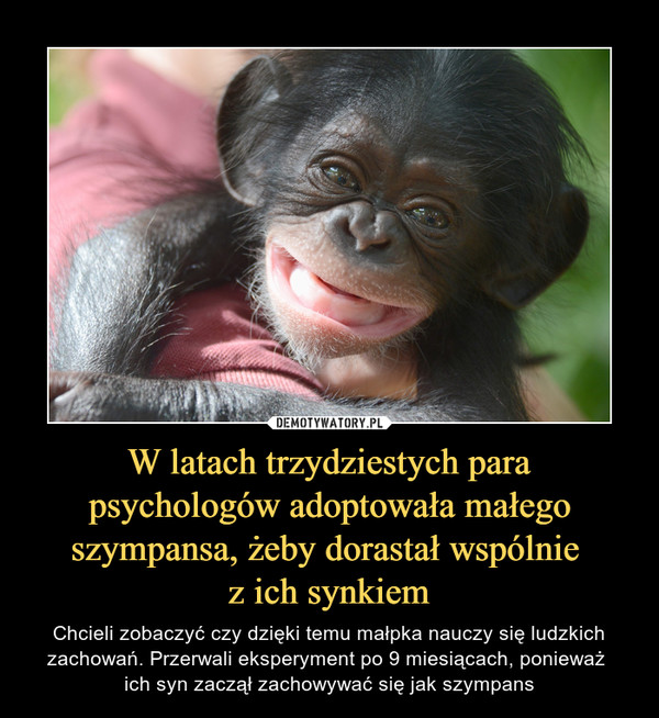 W latach trzydziestych para psychologów adoptowała małego szympansa, żeby dorastał wspólnie z ich synkiem – Chcieli zobaczyć czy dzięki temu małpka nauczy się ludzkich zachowań. Przerwali eksperyment po 9 miesiącach, ponieważ ich syn zaczął zachowywać się jak szympans 