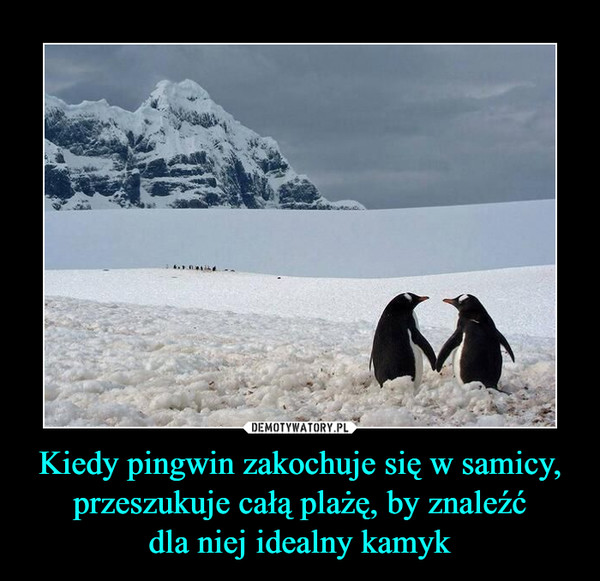 Kiedy pingwin zakochuje się w samicy, przeszukuje całą plażę, by znaleźćdla niej idealny kamyk –  