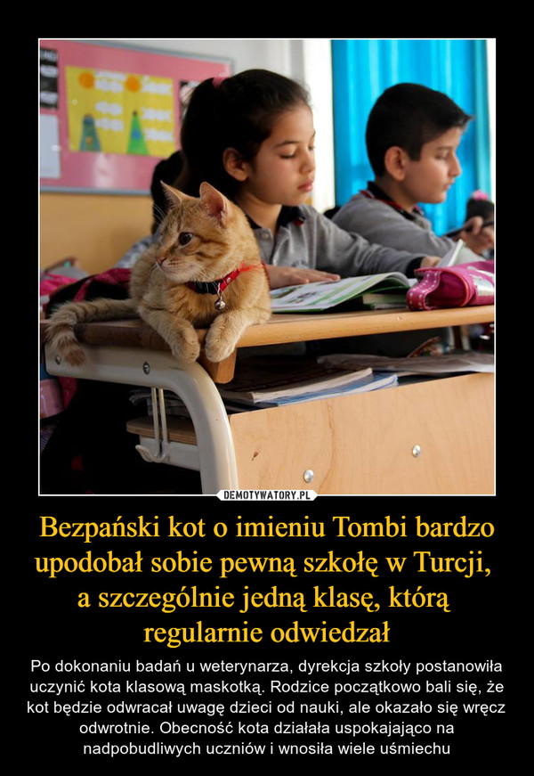 Bezpański kot o imieniu Tombi bardzo upodobał sobie pewną szkołę w Turcji, a szczególnie jedną klasę, którą regularnie odwiedzał – Po dokonaniu badań u weterynarza, dyrekcja szkoły postanowiła uczynić kota klasową maskotką. Rodzice początkowo bali się, że kot będzie odwracał uwagę dzieci od nauki, ale okazało się wręcz odwrotnie. Obecność kota działała uspokajająco na nadpobudliwych uczniów i wnosiła wiele uśmiechu 