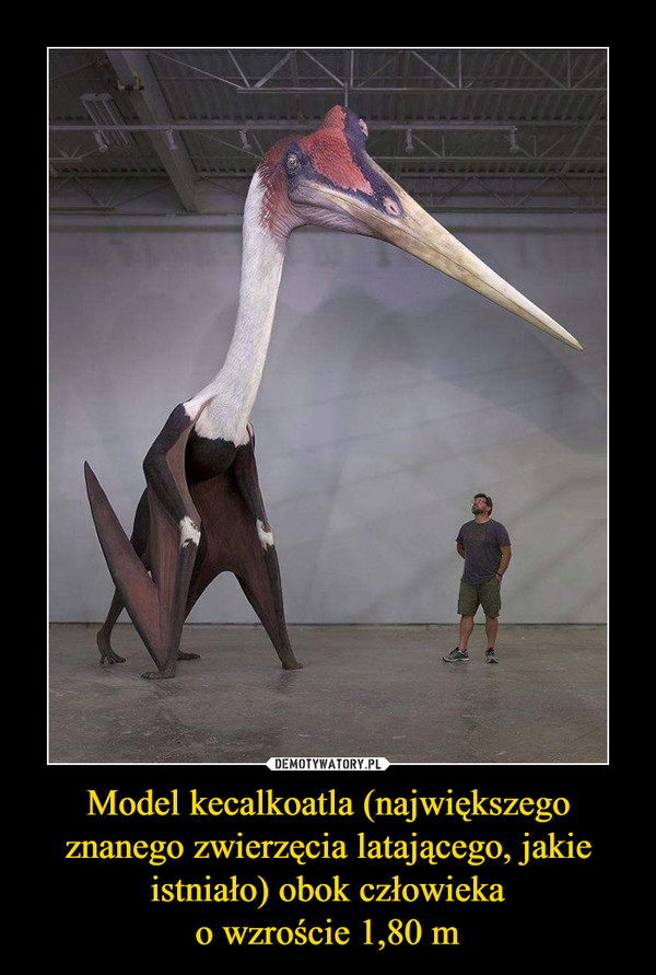 Model kecalkoatla (największego znanego zwierzęcia latającego, jakie istniało) obok człowiekao wzroście 1,80 m –  