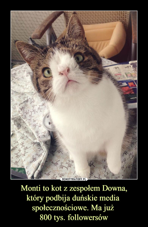 Monti to kot z zespołem Downa,który podbija duńskie media społecznościowe. Ma już 800 tys. followersów –  