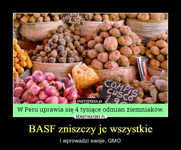 BASF zniszczy je wszystkie – I wprowadzi swoje, GMO W Peru uprawia się 4 tysiące odmian ziemniaków