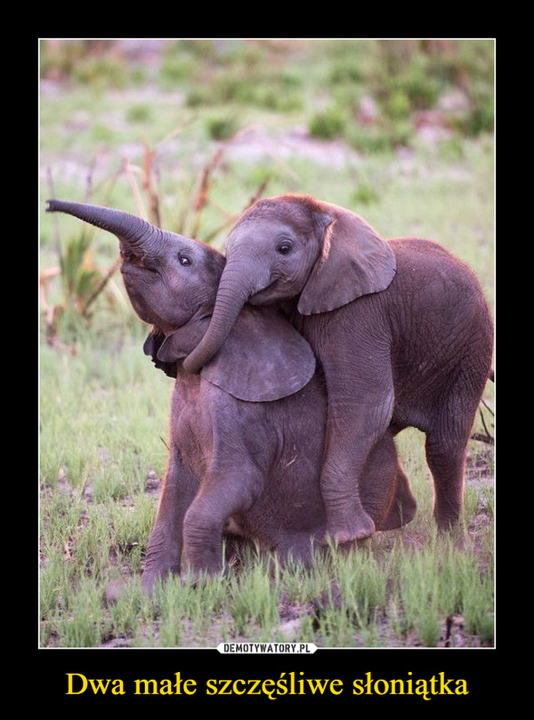 Dwa małe szczęśliwe słoniątka