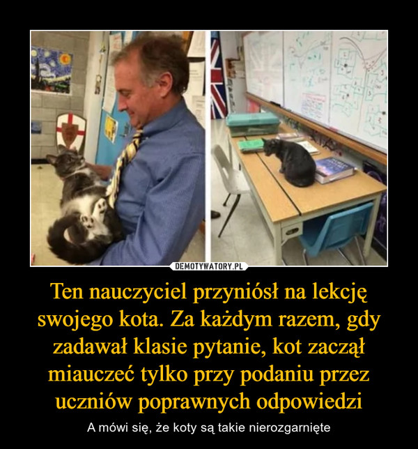 Ten nauczyciel przyniósł na lekcję swojego kota. Za każdym razem, gdy zadawał klasie pytanie, kot zaczął miauczeć tylko przy podaniu przez uczniów poprawnych odpowiedzi – A mówi się, że koty są takie nierozgarnięte 