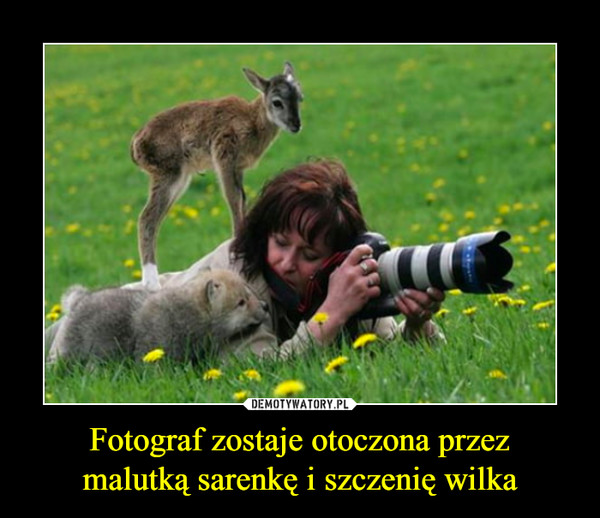 Fotograf zostaje otoczona przez
malutką sarenkę i szczenię wilka
