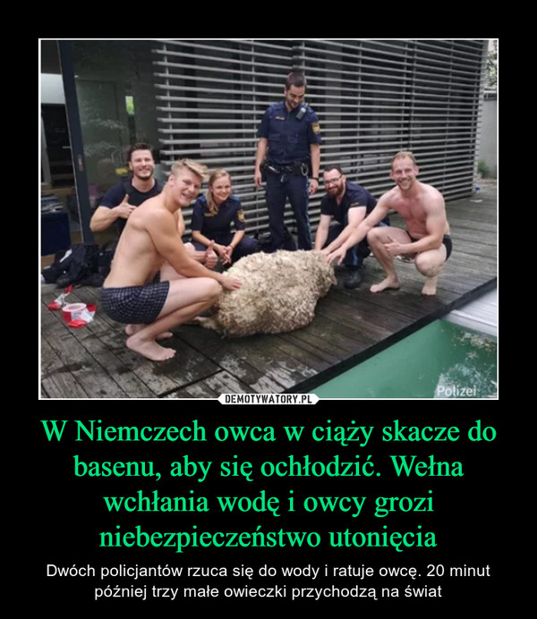 W Niemczech owca w ciąży skacze do basenu, aby się ochłodzić. Wełna wchłania wodę i owcy grozi niebezpieczeństwo utonięcia – Dwóch policjantów rzuca się do wody i ratuje owcę. 20 minut później trzy małe owieczki przychodzą na świat 