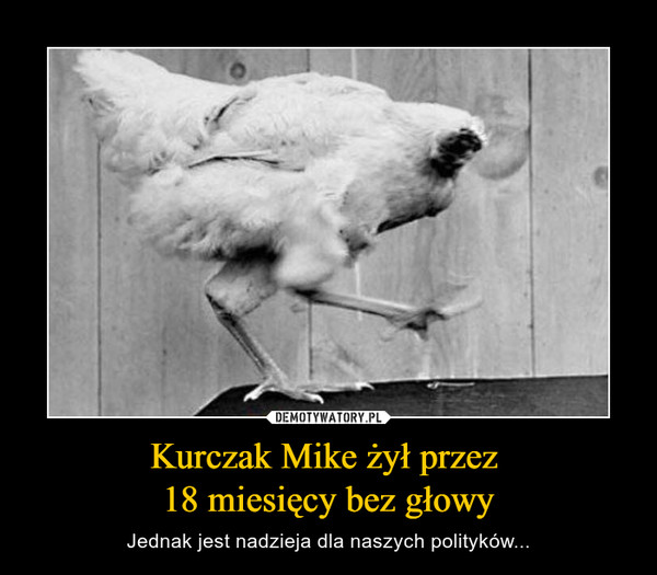 Kurczak Mike żył przez 18 miesięcy bez głowy – Jednak jest nadzieja dla naszych polityków... 