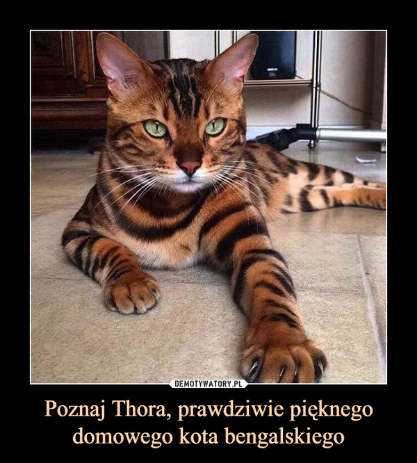 Poznaj Thora, prawdziwie pięknego domowego kota bengalskiego
