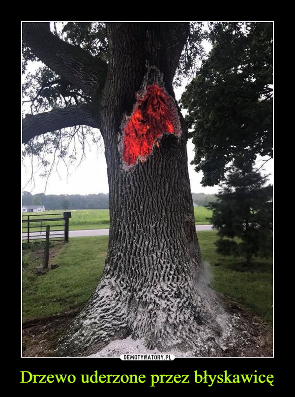 Drzewo uderzone przez błyskawicę –  
