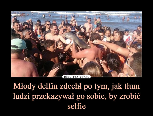 Młody delfin zdechł po tym, jak tłum ludzi przekazywał go sobie, by zrobić selfie –  