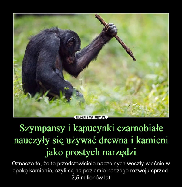 Szympansy i kapucynki czarnobiałe nauczyły się używać drewna i kamieni jako prostych narzędzi