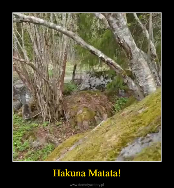 Hakuna Matata! –  
