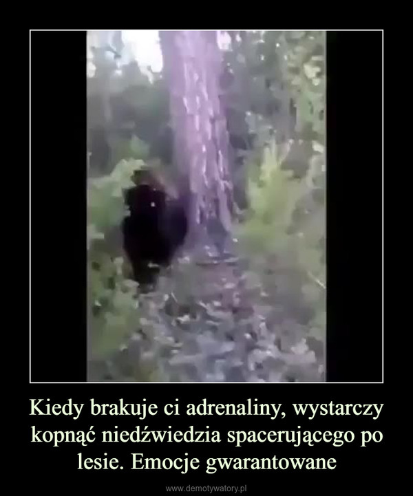 Kiedy brakuje ci adrenaliny, wystarczy kopnąć niedźwiedzia spacerującego po lesie. Emocje gwarantowane –  