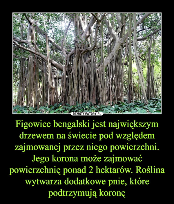 Figowiec bengalski jest największym drzewem na świecie pod względem zajmowanej przez niego powierzchni. Jego korona może zajmować powierzchnię ponad 2 hektarów. Roślina wytwarza dodatkowe pnie, które podtrzymują koronę