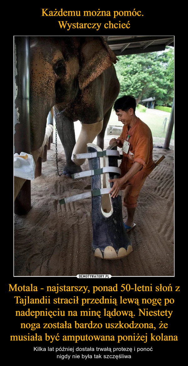 Motala - najstarszy, ponad 50-letni słoń z Tajlandii stracił przednią lewą nogę po nadepnięciu na minę lądową. Niestety noga została bardzo uszkodzona, że musiała być amputowana poniżej kolana – Kilka lat później dostała trwałą protezę i ponoć nigdy nie była tak szczęśliwa 