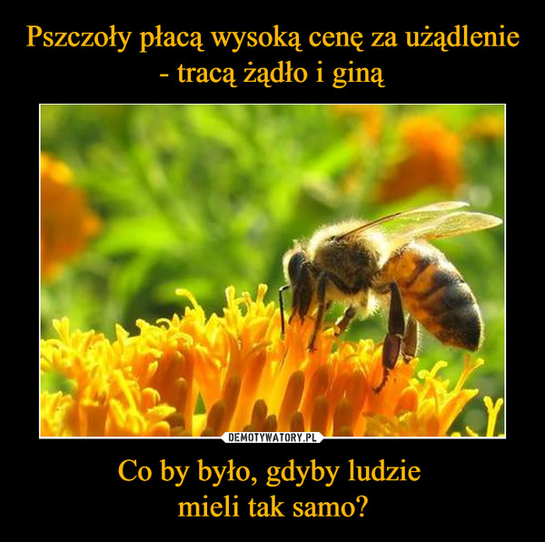 Pszczoły płacą wysoką cenę za użądlenie - tracą żądło i giną Co by było, gdyby ludzie 
mieli tak samo?