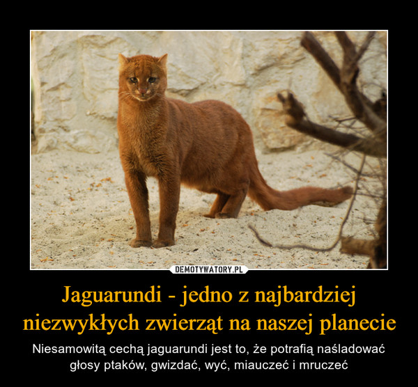 Jaguarundi - jedno z najbardziej niezwykłych zwierząt na naszej planecie