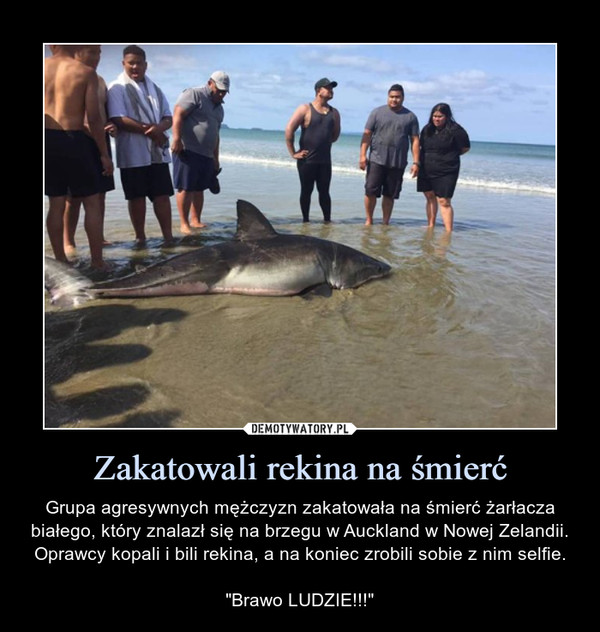 Zakatowali rekina na śmierć – Grupa agresywnych mężczyzn zakatowała na śmierć żarłacza białego, który znalazł się na brzegu w Auckland w Nowej Zelandii. Oprawcy kopali i bili rekina, a na koniec zrobili sobie z nim selfie."Brawo LUDZIE!!!" 