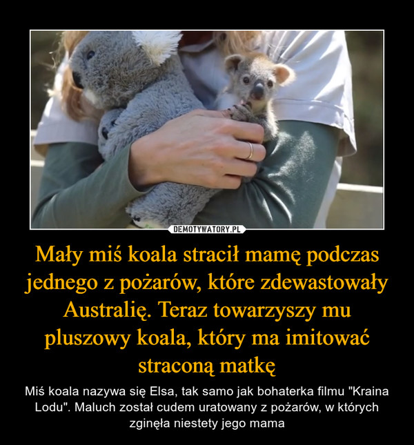 Mały miś koala stracił mamę podczas jednego z pożarów, które zdewastowały Australię. Teraz towarzyszy mu pluszowy koala, który ma imitować straconą matkę – Miś koala nazywa się Elsa, tak samo jak bohaterka filmu "Kraina Lodu". Maluch został cudem uratowany z pożarów, w których zginęła niestety jego mama 