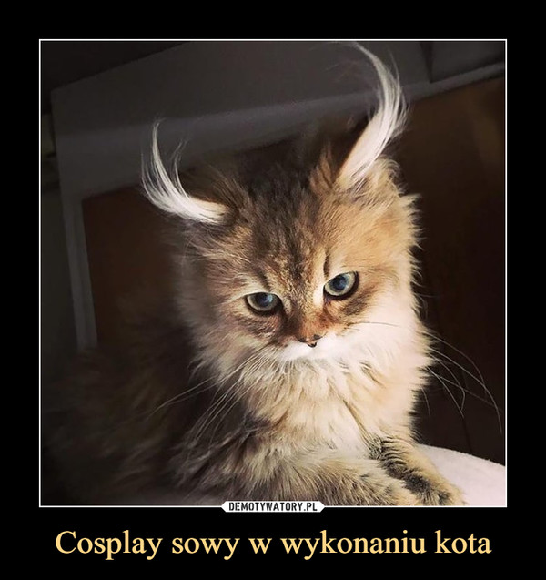 Cosplay sowy w wykonaniu kota