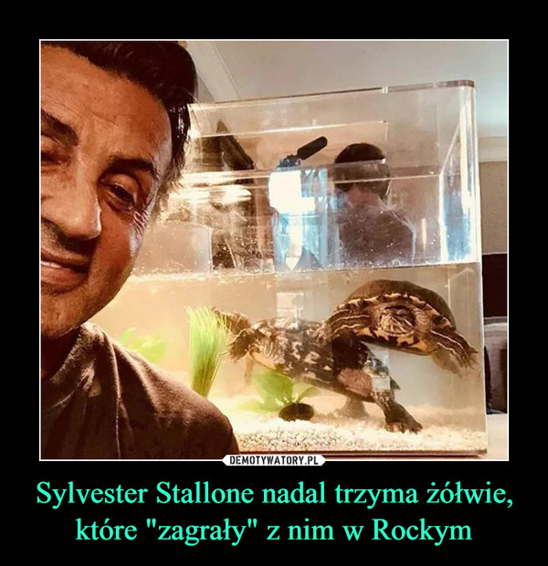 Sylvester Stallone nadal trzyma żółwie, które "zagrały" z nim w Rockym