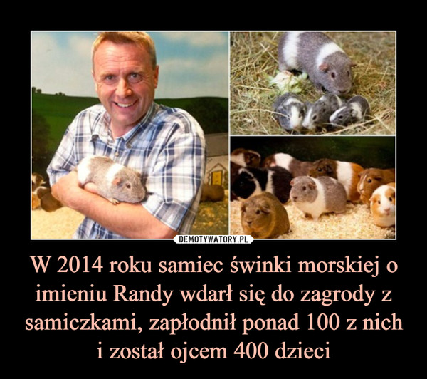 W 2014 roku samiec świnki morskiej o imieniu Randy wdarł się do zagrody z samiczkami, zapłodnił ponad 100 z nichi został ojcem 400 dzieci –  