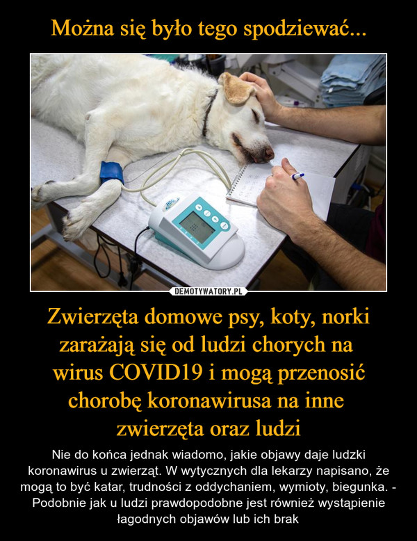 Można się było tego spodziewać... Zwierzęta domowe psy, koty, norki zarażają się od ludzi chorych na 
wirus COVID19 i mogą przenosić chorobę koronawirusa na inne 
zwierzęta oraz ludzi
