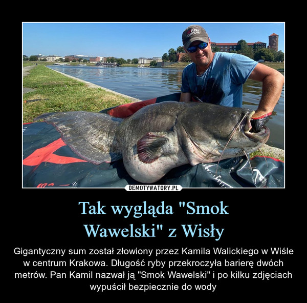 Tak wygląda "SmokWawelski" z Wisły – Gigantyczny sum został złowiony przez Kamila Walickiego w Wiśle w centrum Krakowa. Długość ryby przekroczyła barierę dwóch metrów. Pan Kamil nazwał ją "Smok Wawelski" i po kilku zdjęciach wypuścił bezpiecznie do wody 